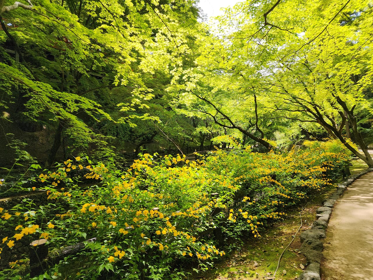 北野天神青もみじ