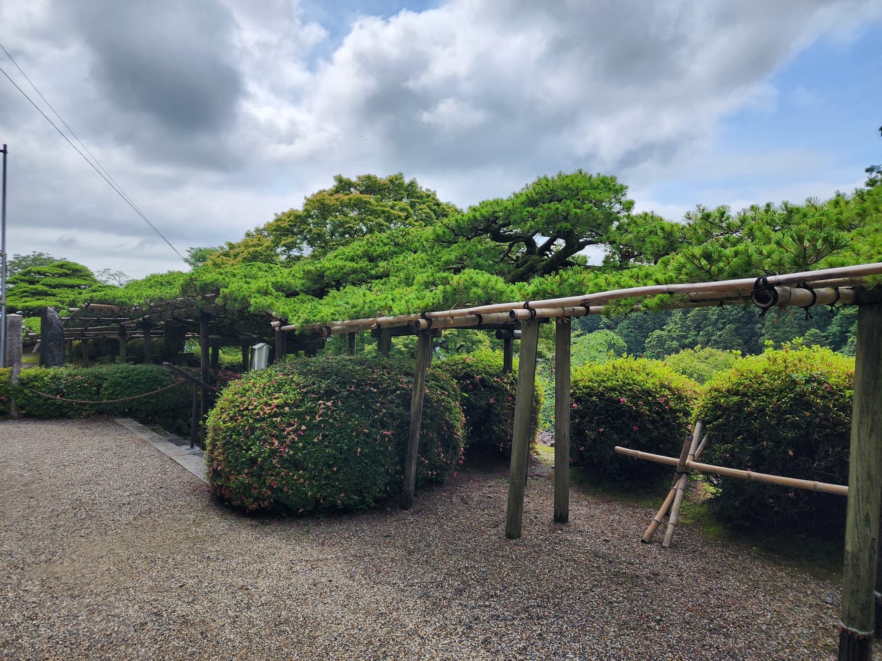 善峯寺あじさい