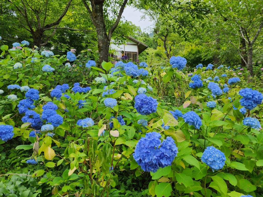 大原三千院あじさい