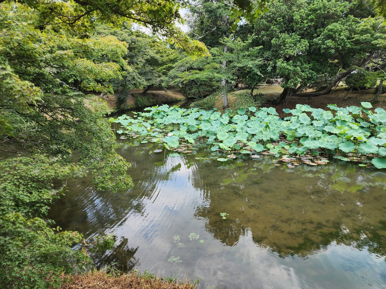 光る君へ嵯峨野