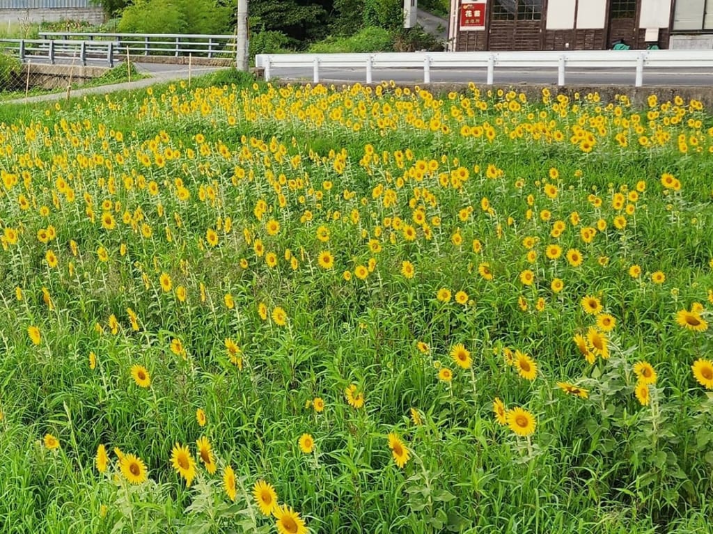 大原野ひまわり畑