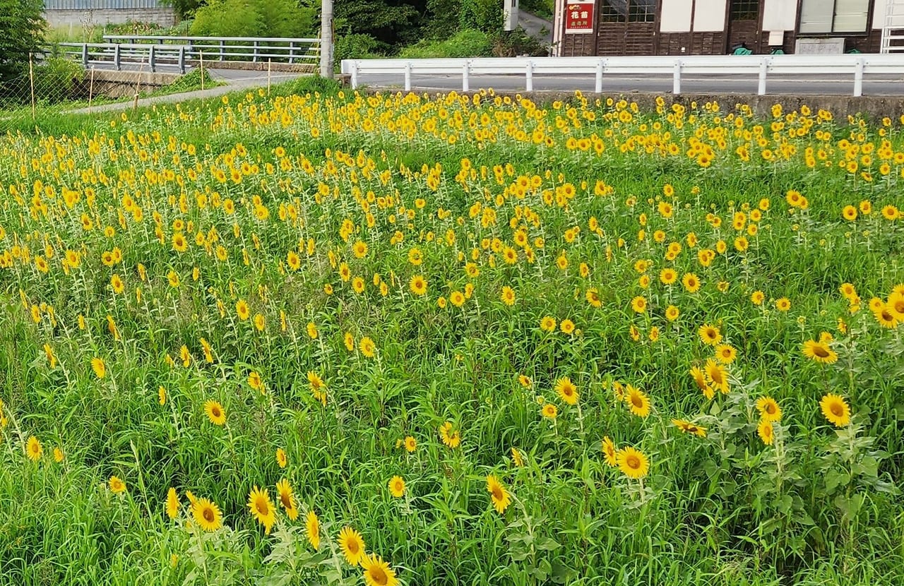 大原野ひまわり畑