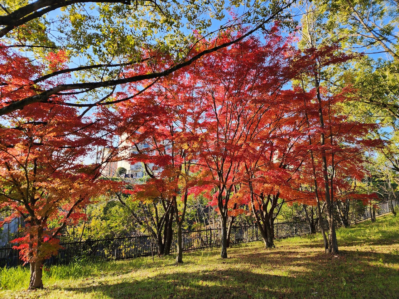 小畑川中央公園