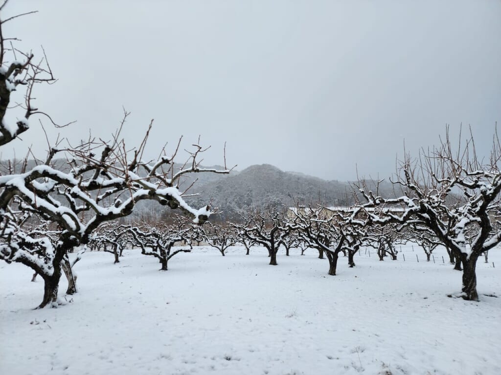 雪の大原野