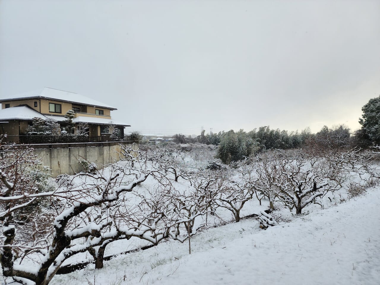 雪の大原野