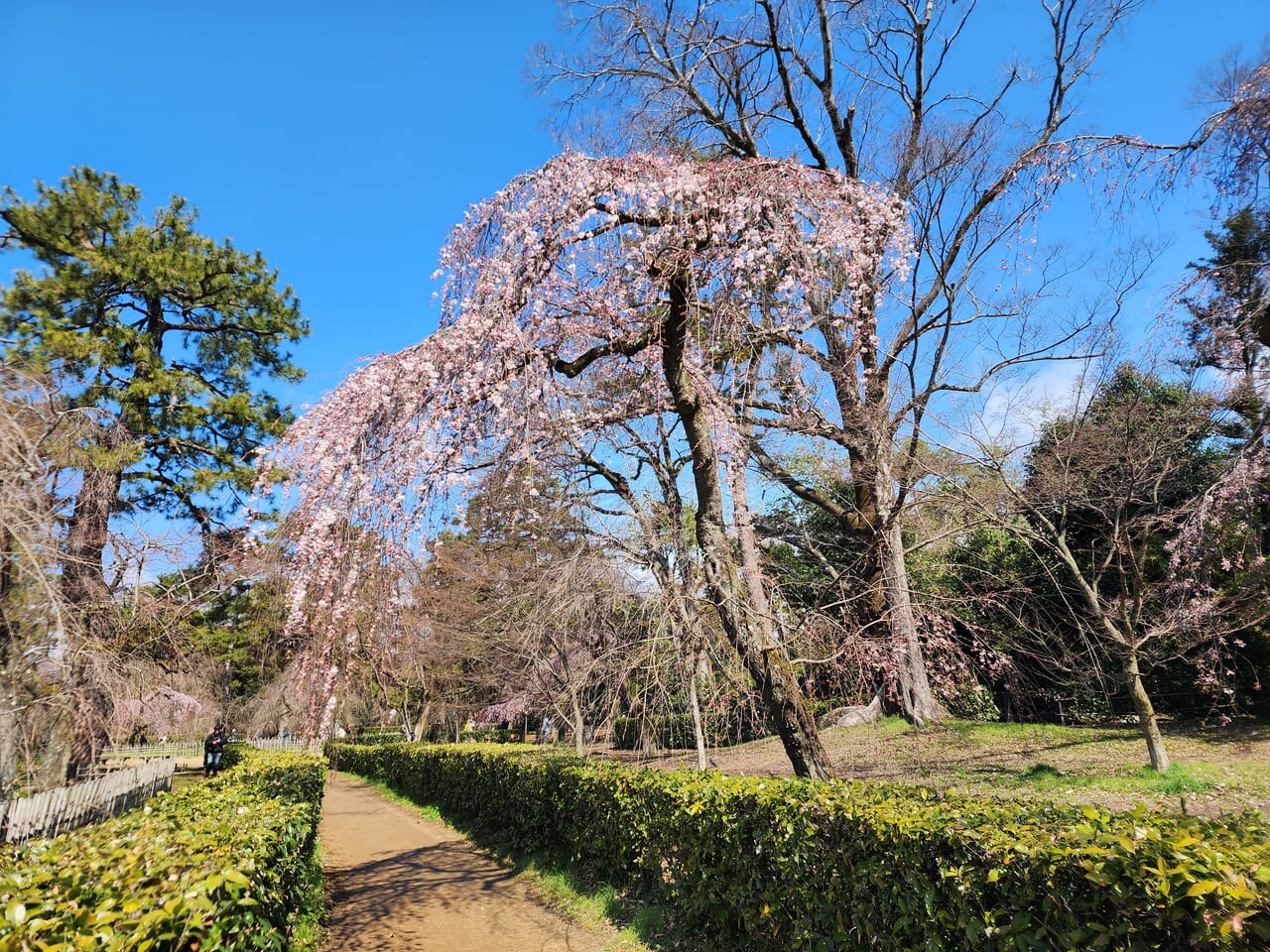 近衛邸桜