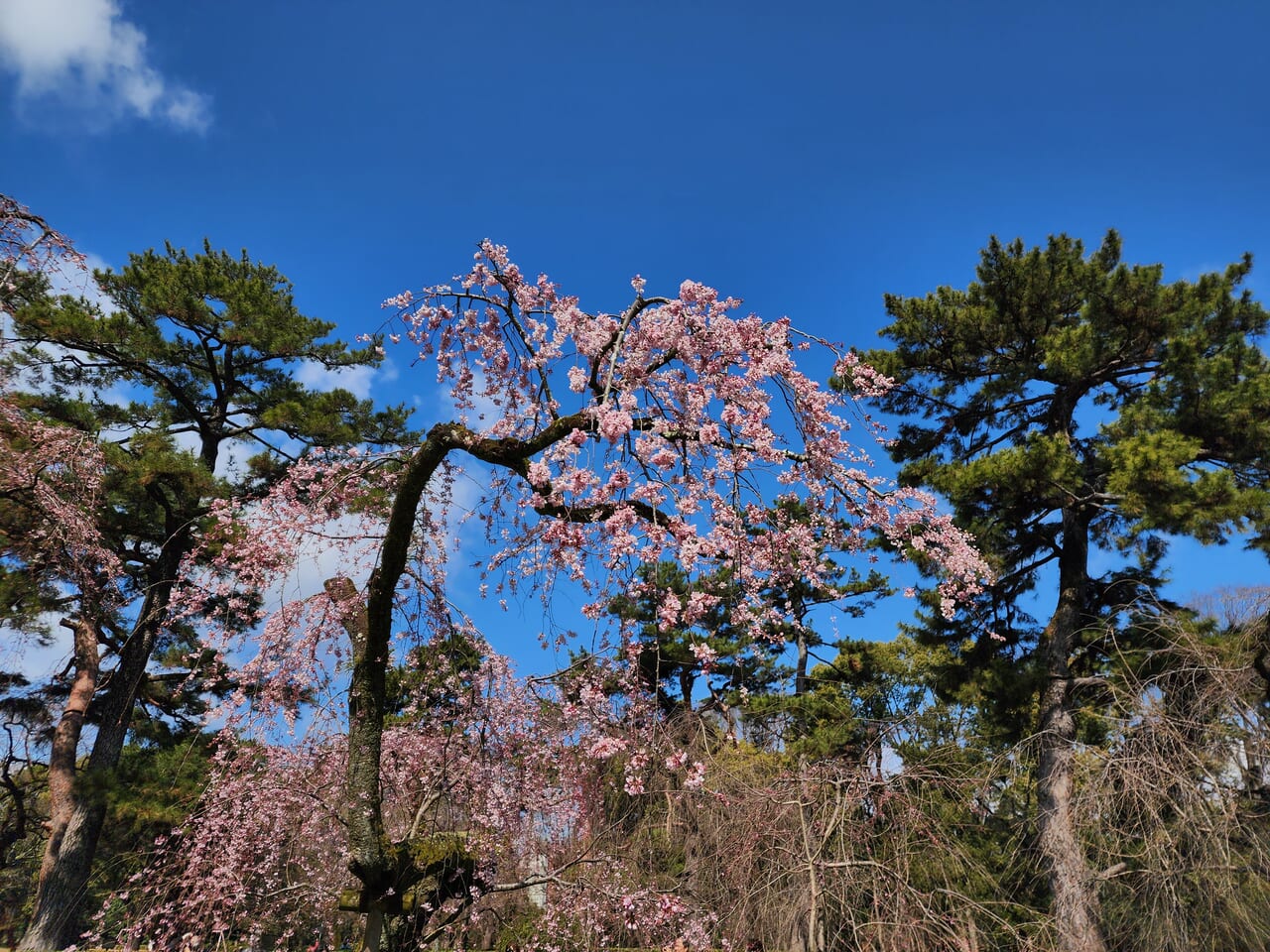 近衛邸桜