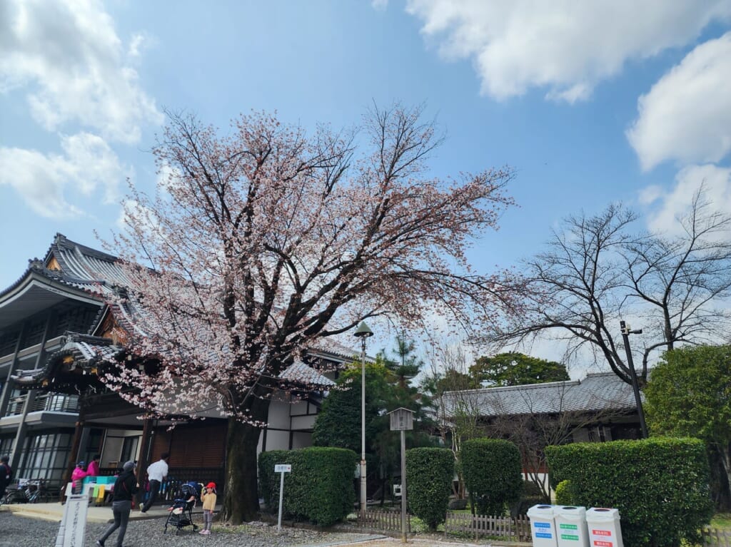 西山別院さくらまつり