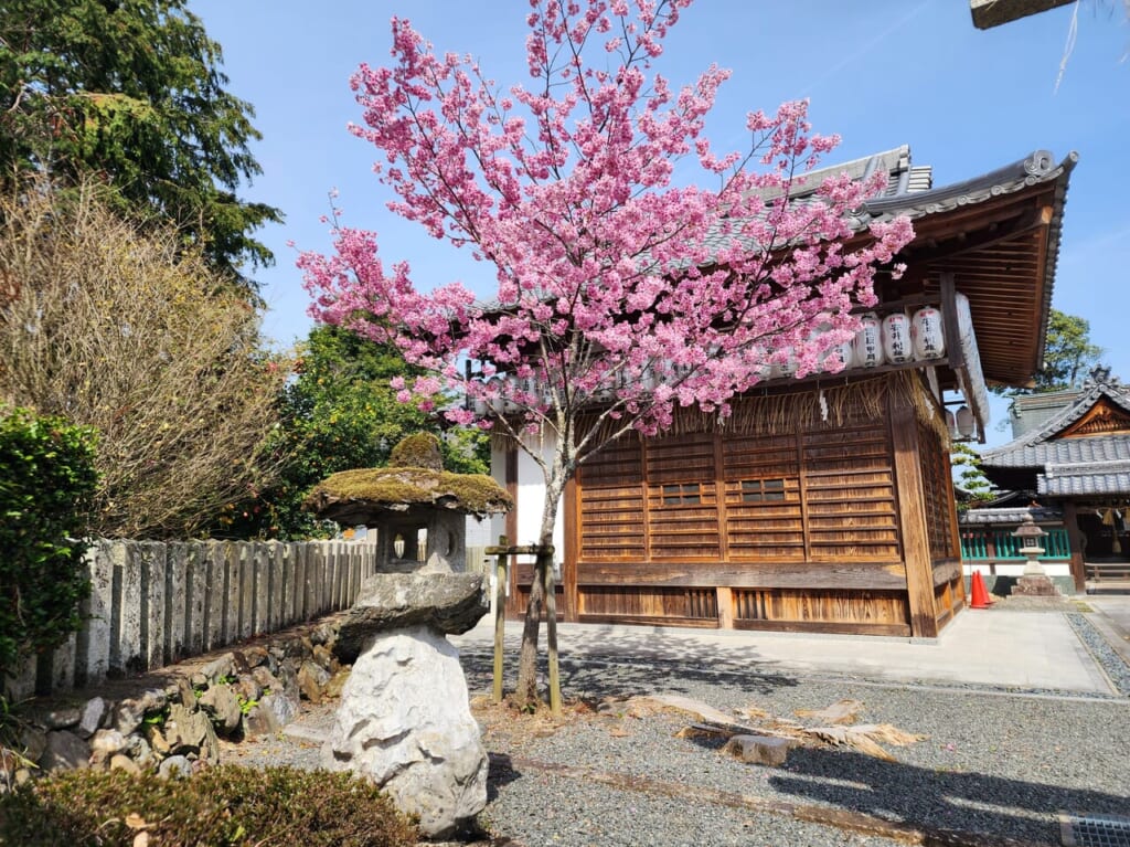 西山の桜