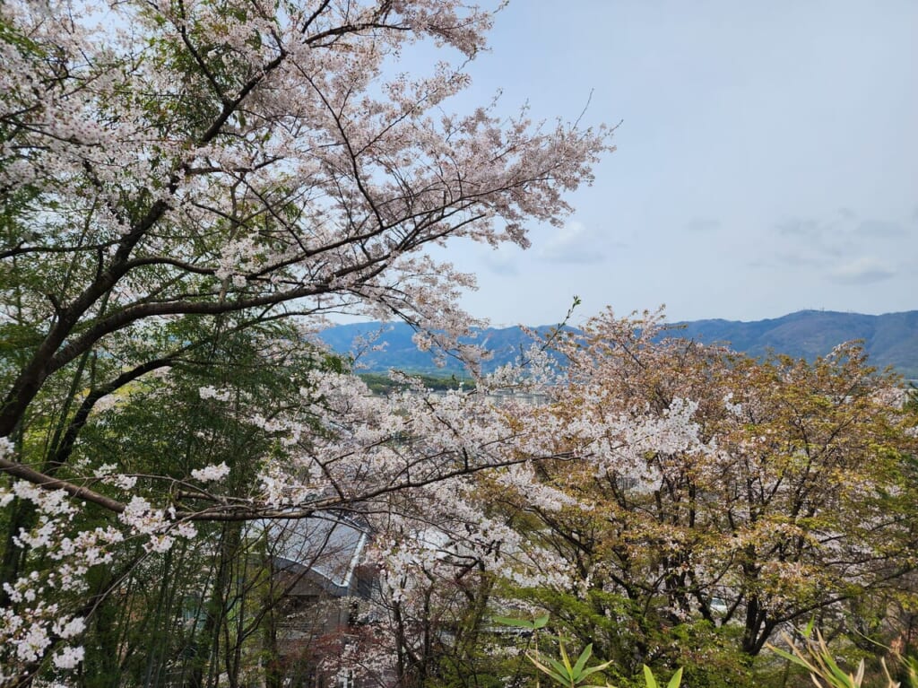 洛西の桜
