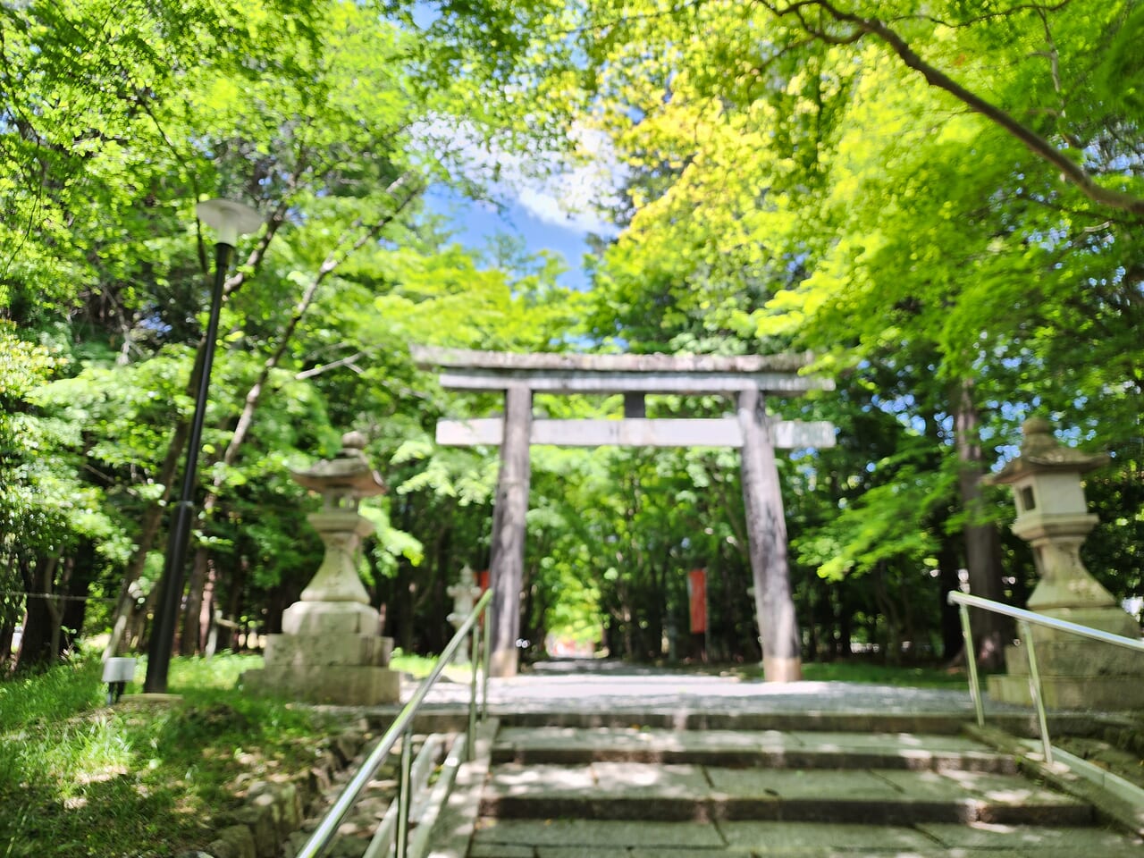 大原野神社新緑