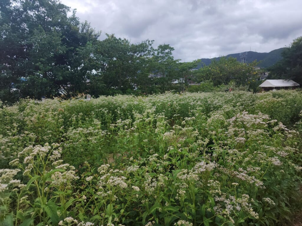 フジバカマ園