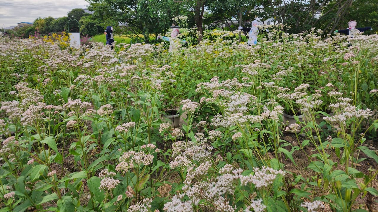 フジバカマ園