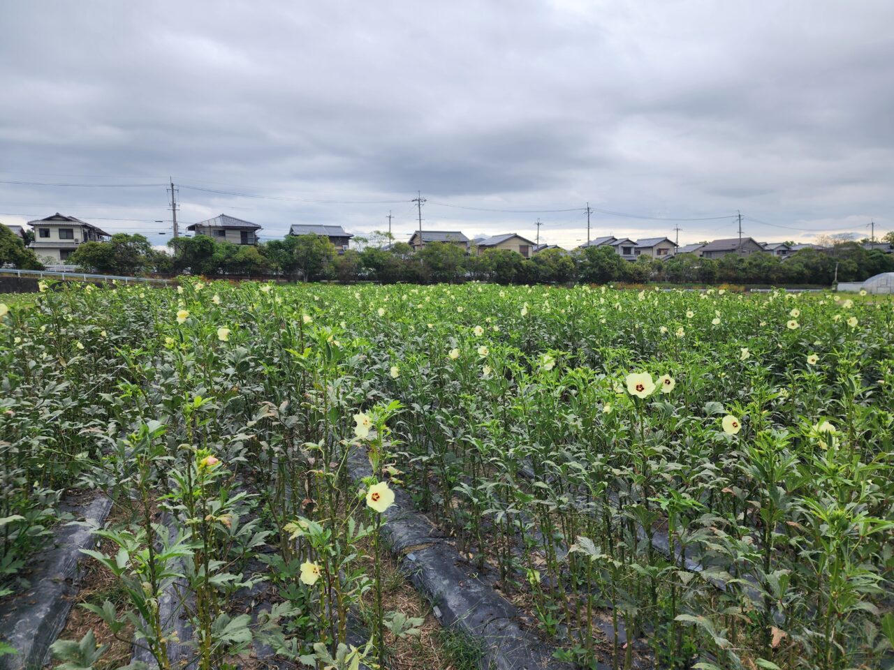 大原野ひまわり