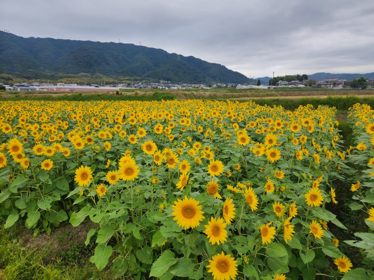 大原野ひまわり