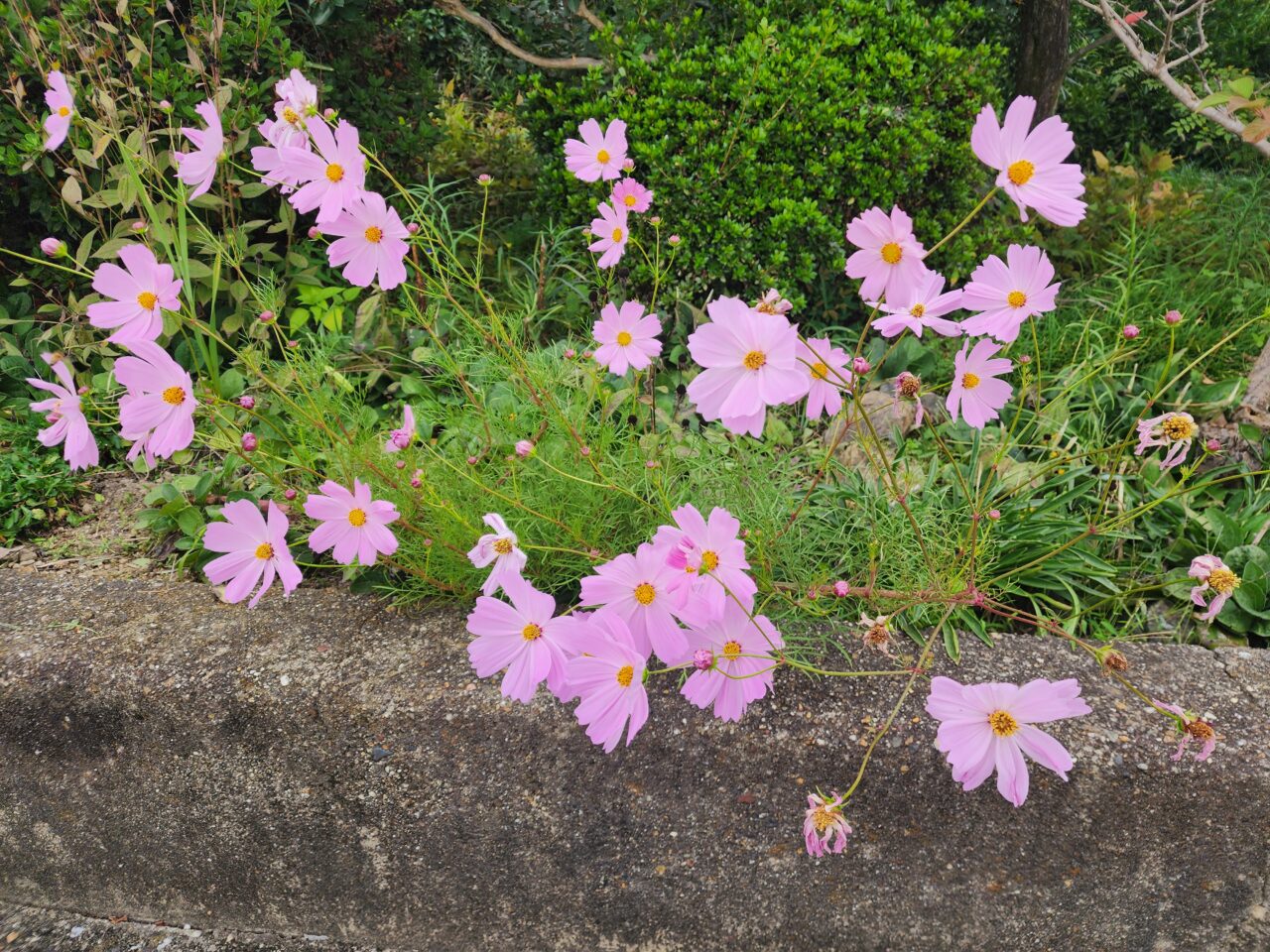 大原野ひまわり