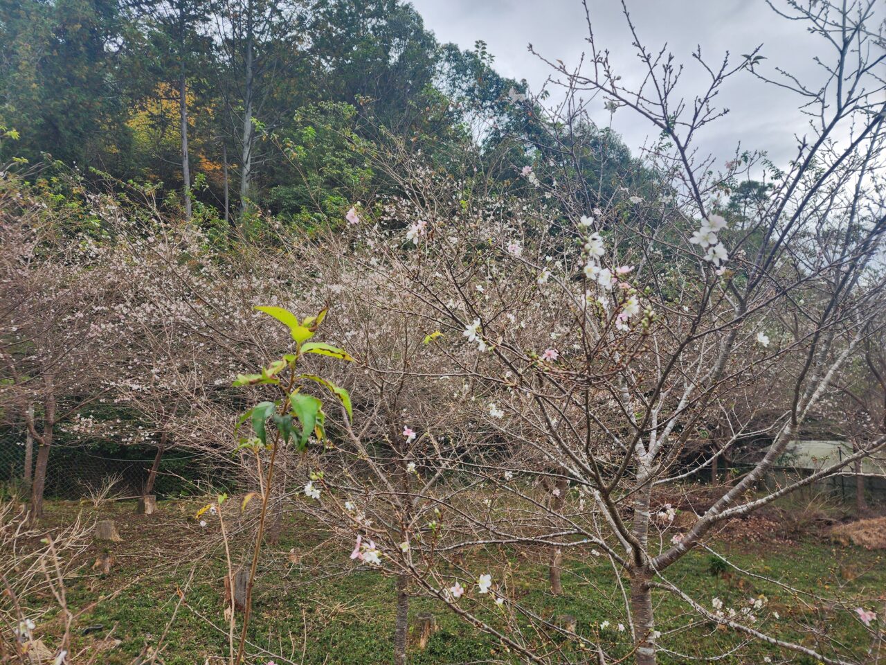 西寿寺