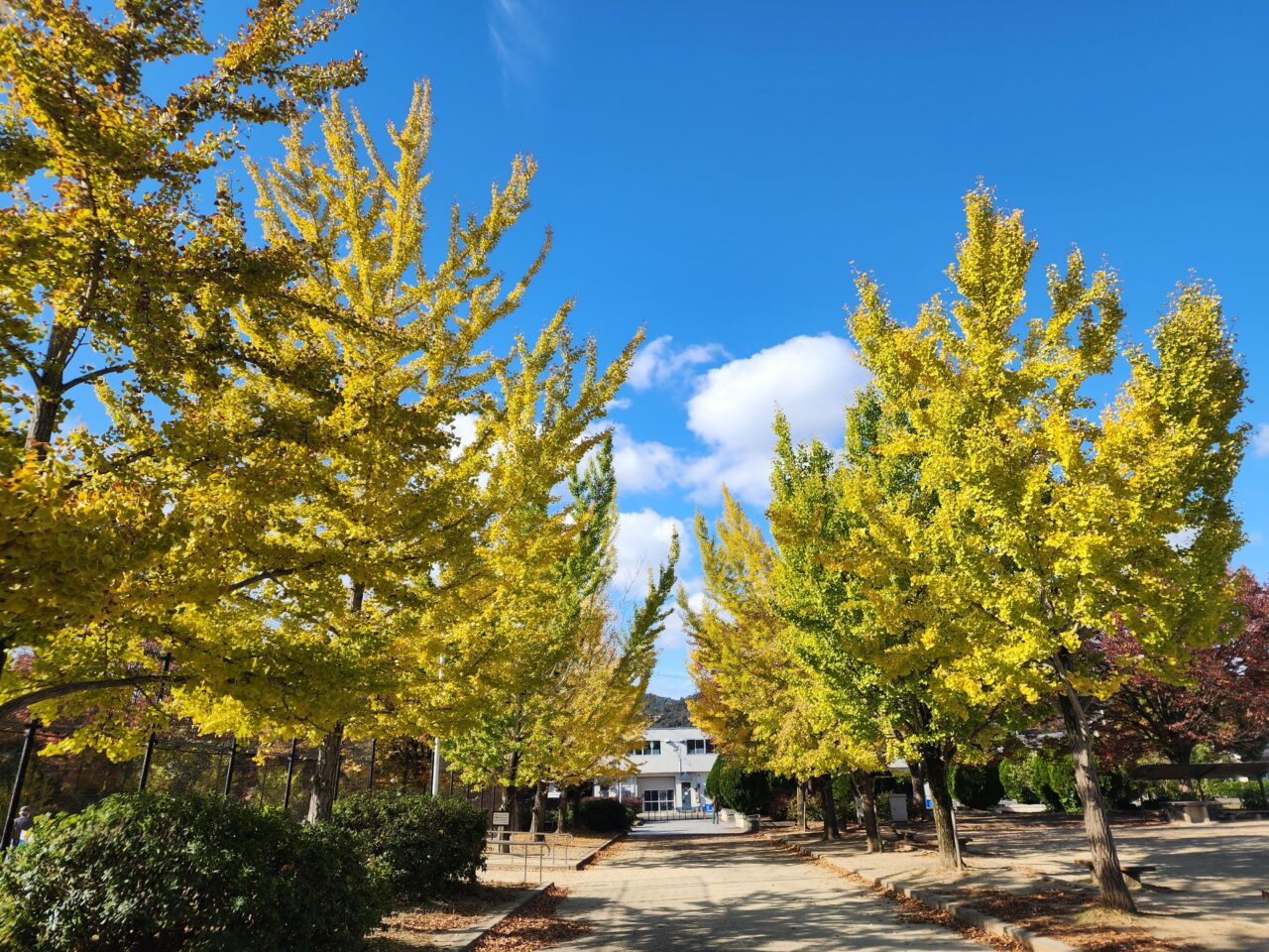 上桂公園