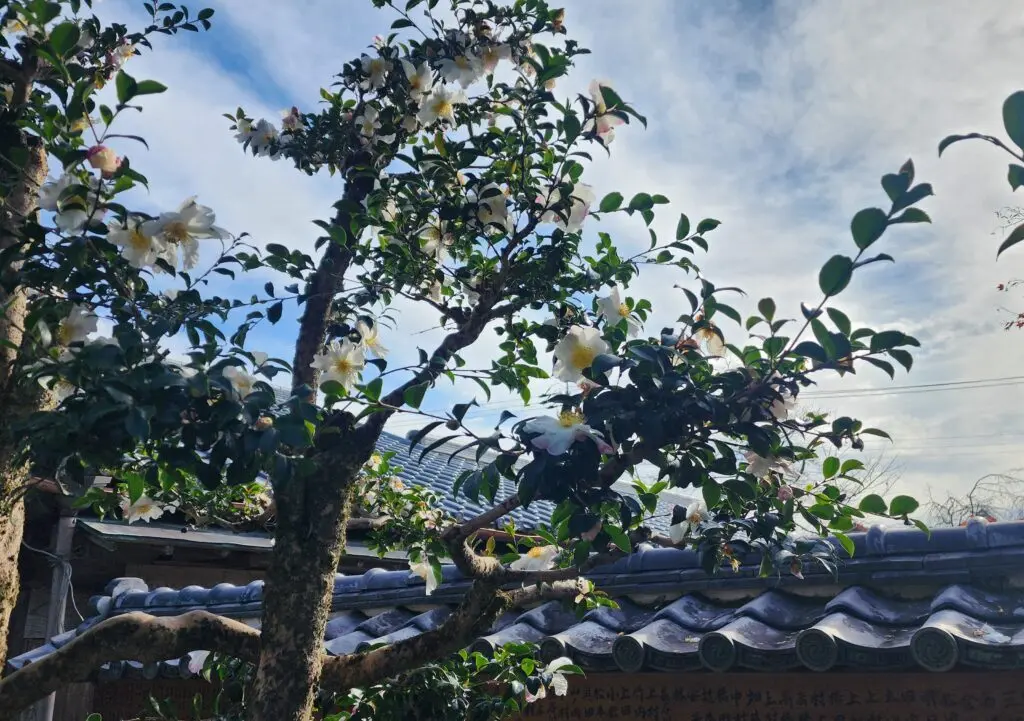 大歳神社