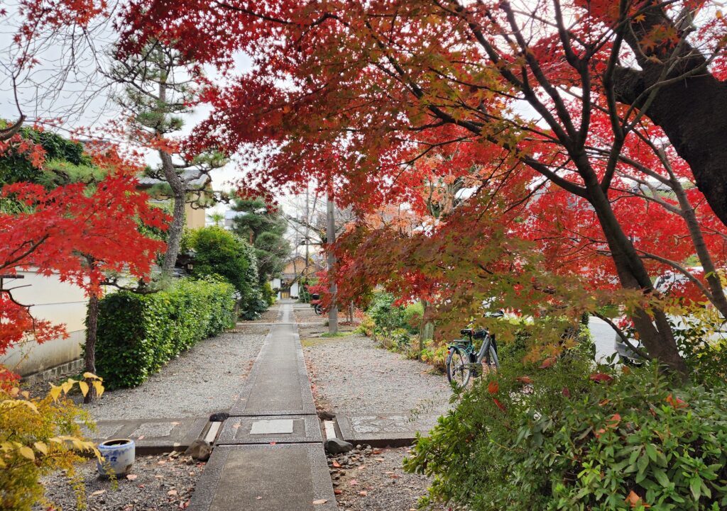 妙蓮寺