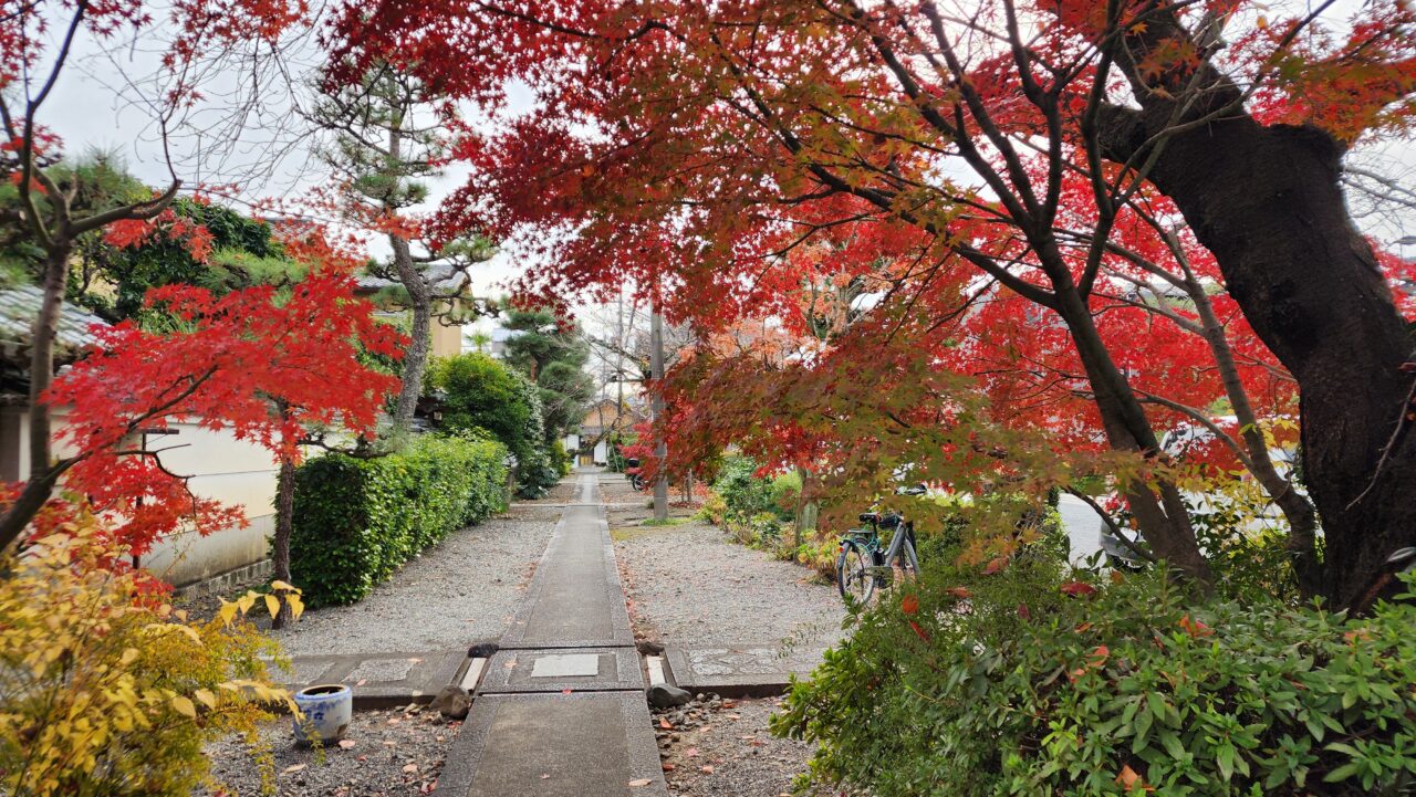 妙蓮寺