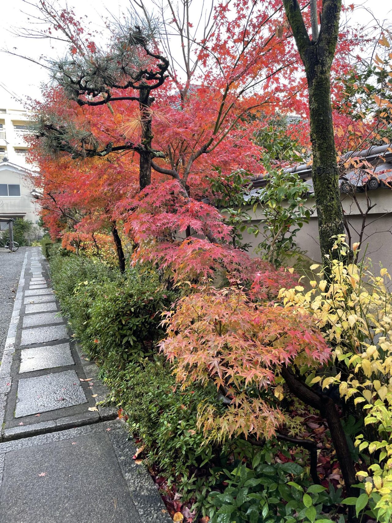 妙蓮寺