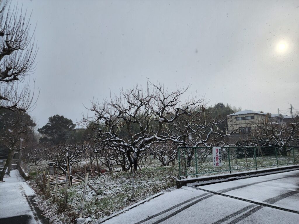 京都市雪