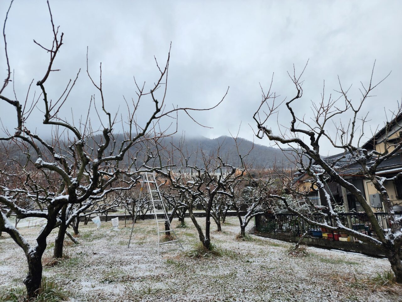 京都市雪