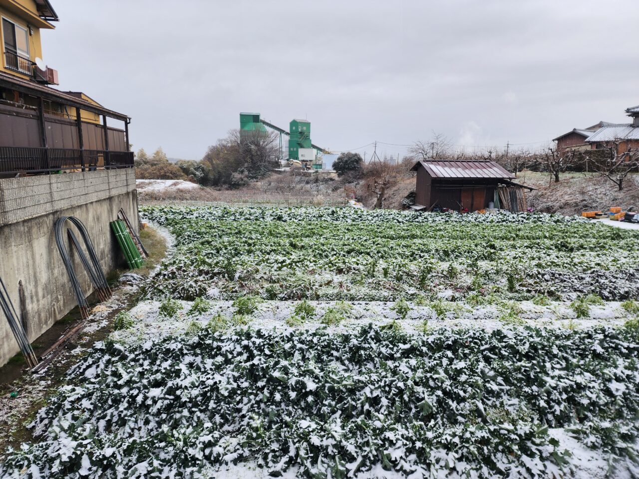 京都市雪