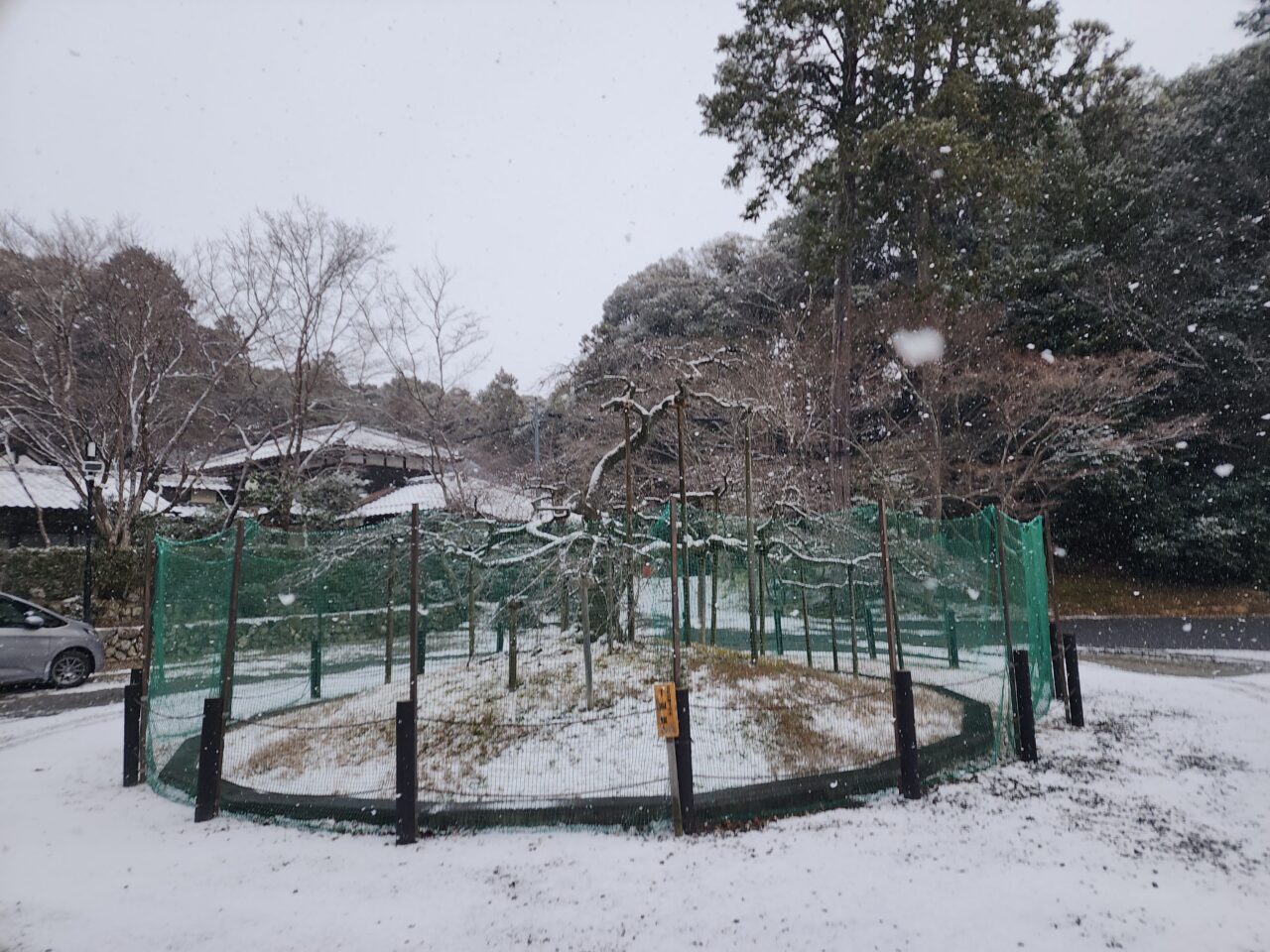 京都市雪