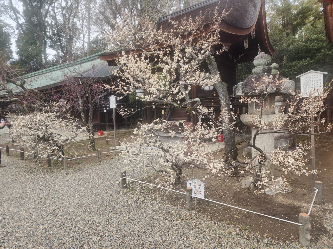 北野天神梅