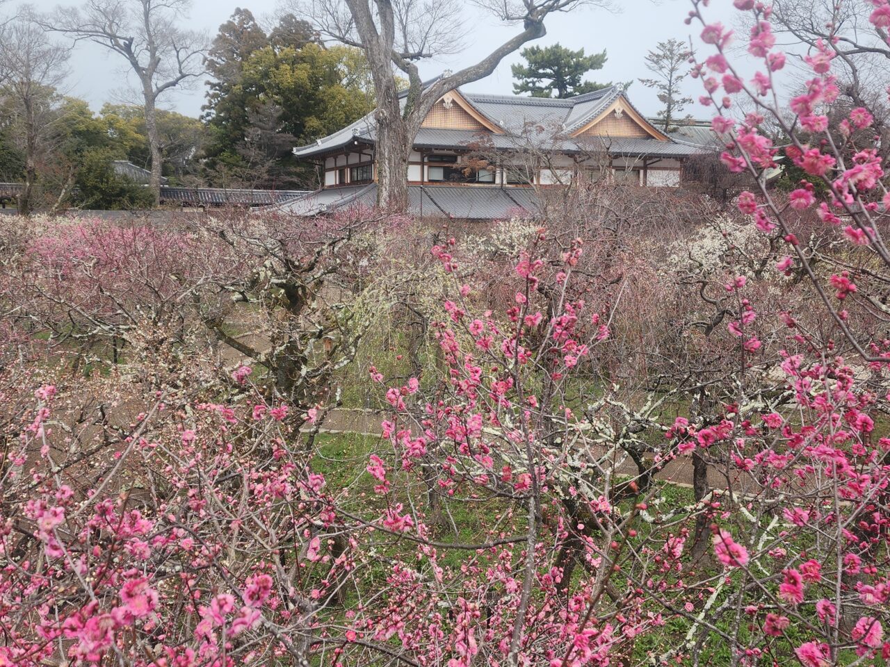 北野天神梅