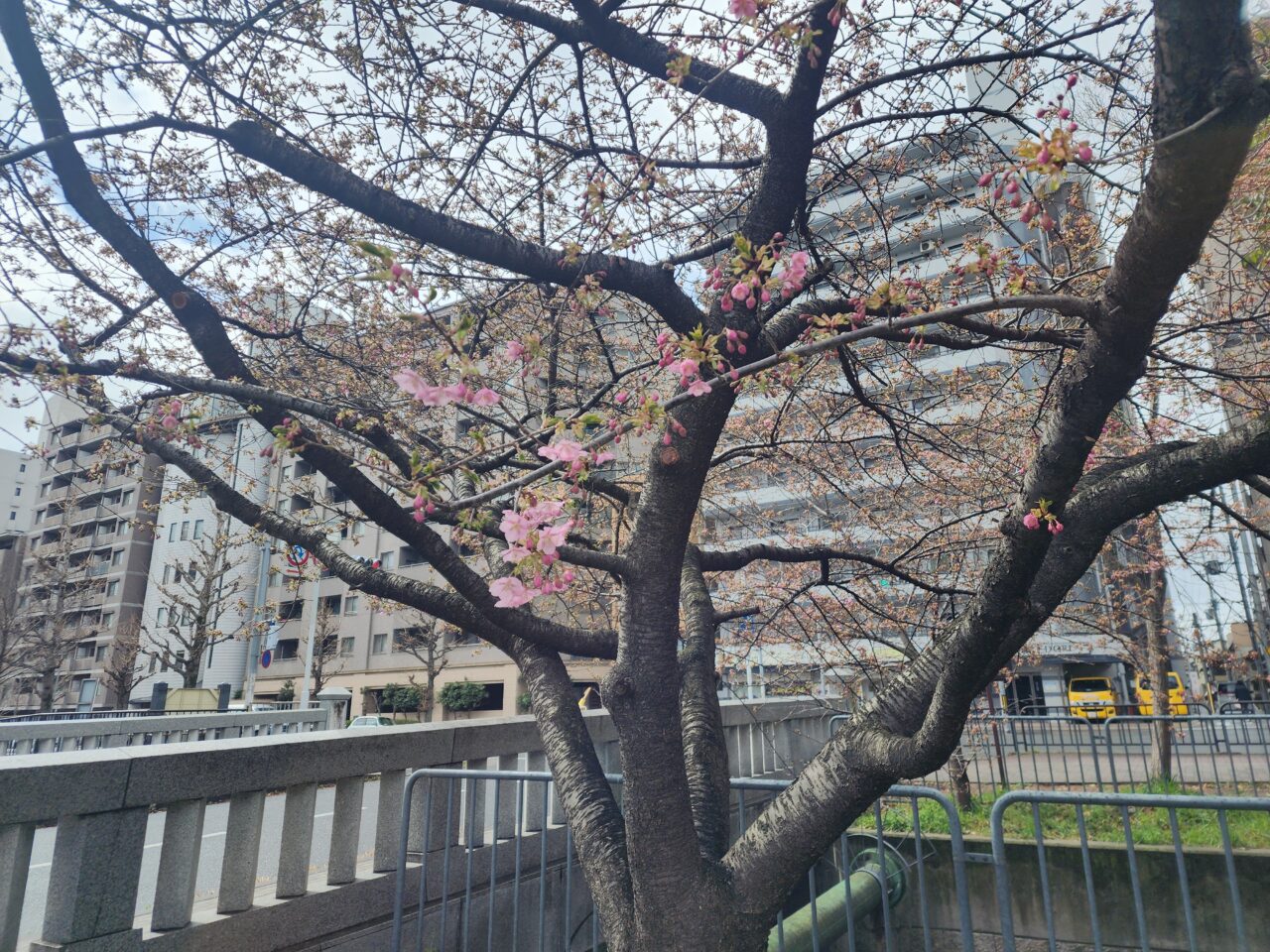 一条戻橋河津桜