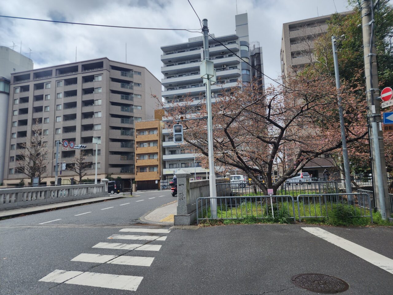 一条戻橋河津桜