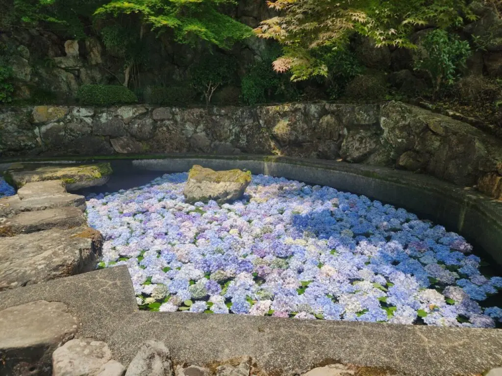 善峯寺あじさい