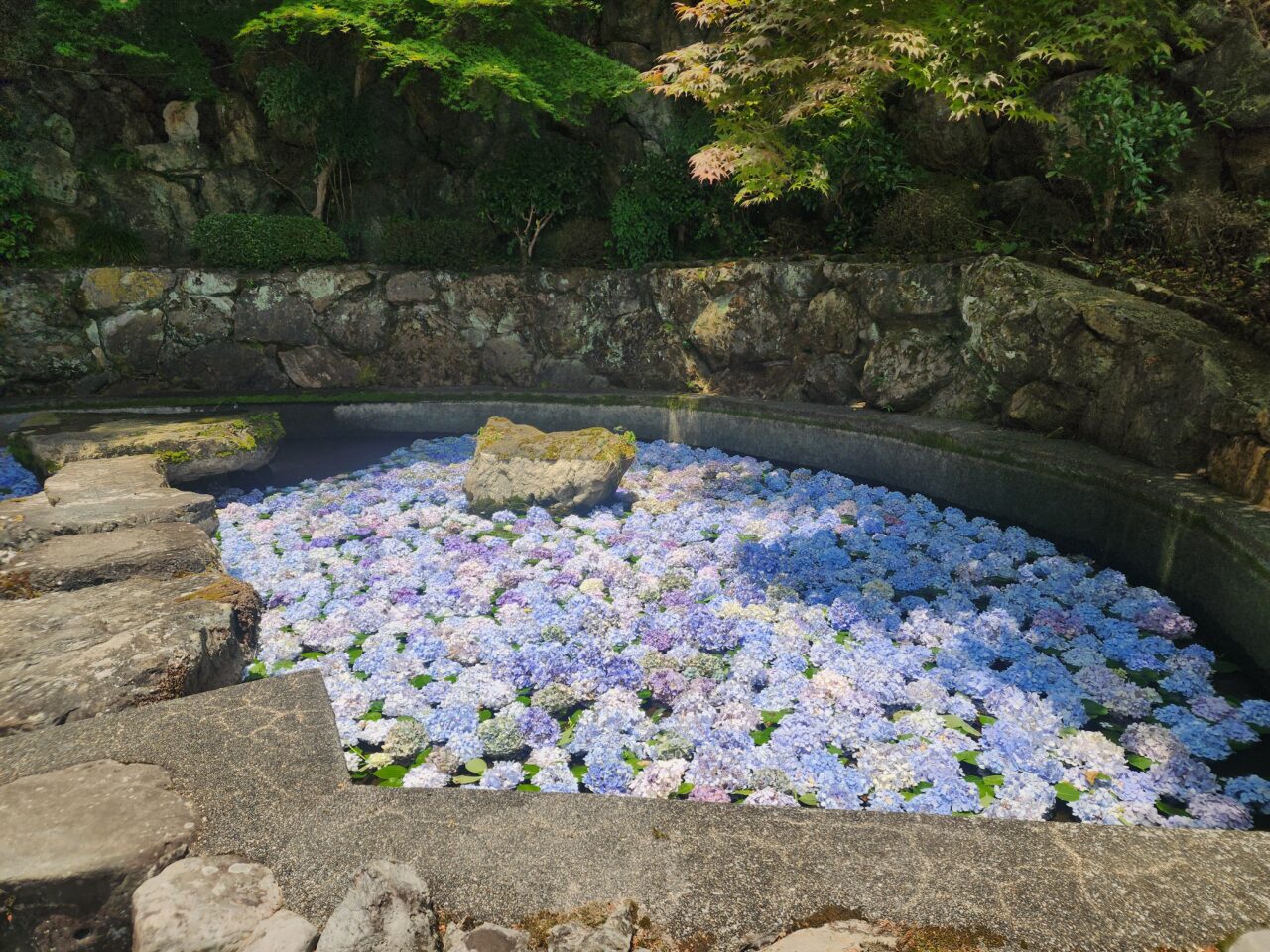 善峯寺あじさい