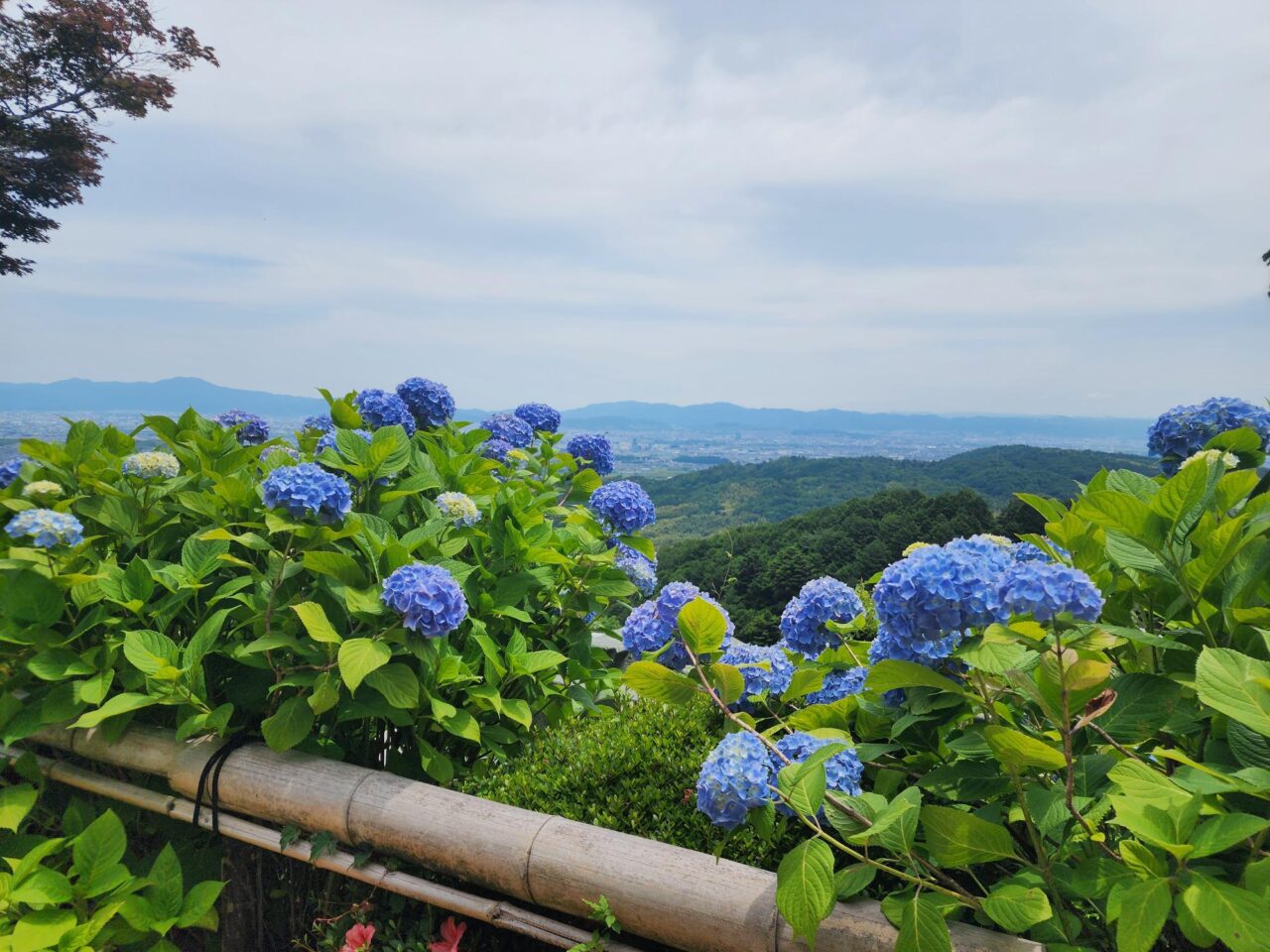 善峯寺あじさい
