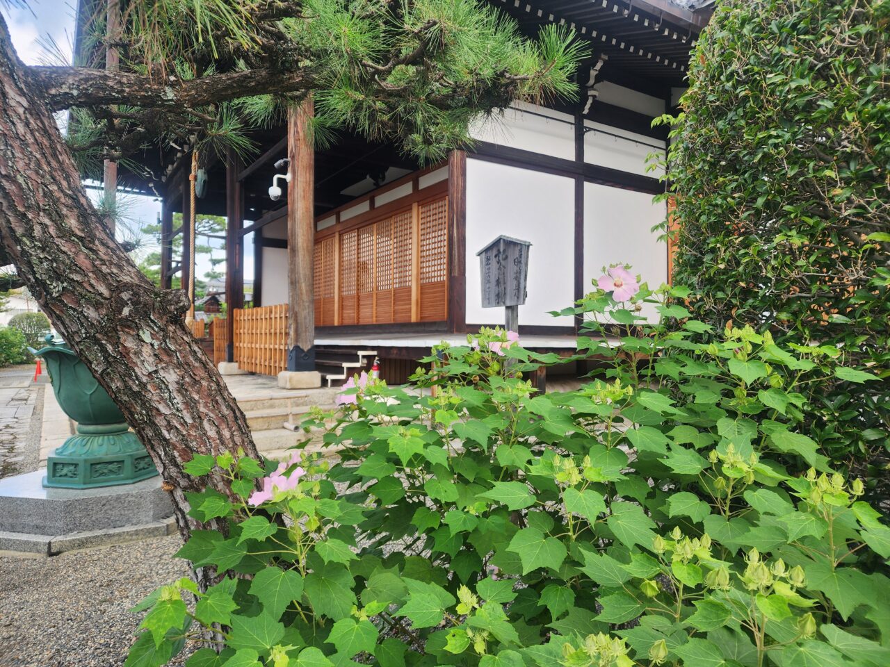 妙蓮寺
