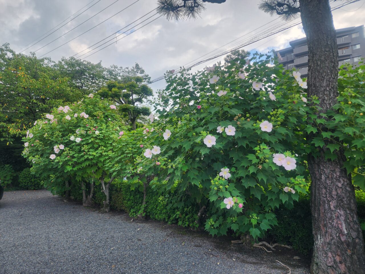 妙蓮寺