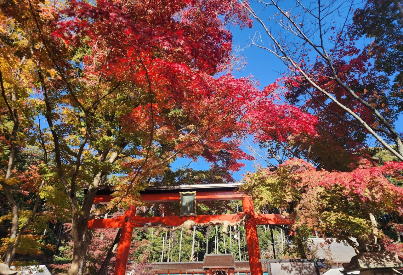 ooharanokoyo