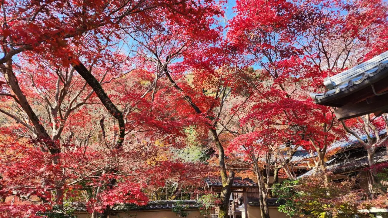 ooharanokoyo