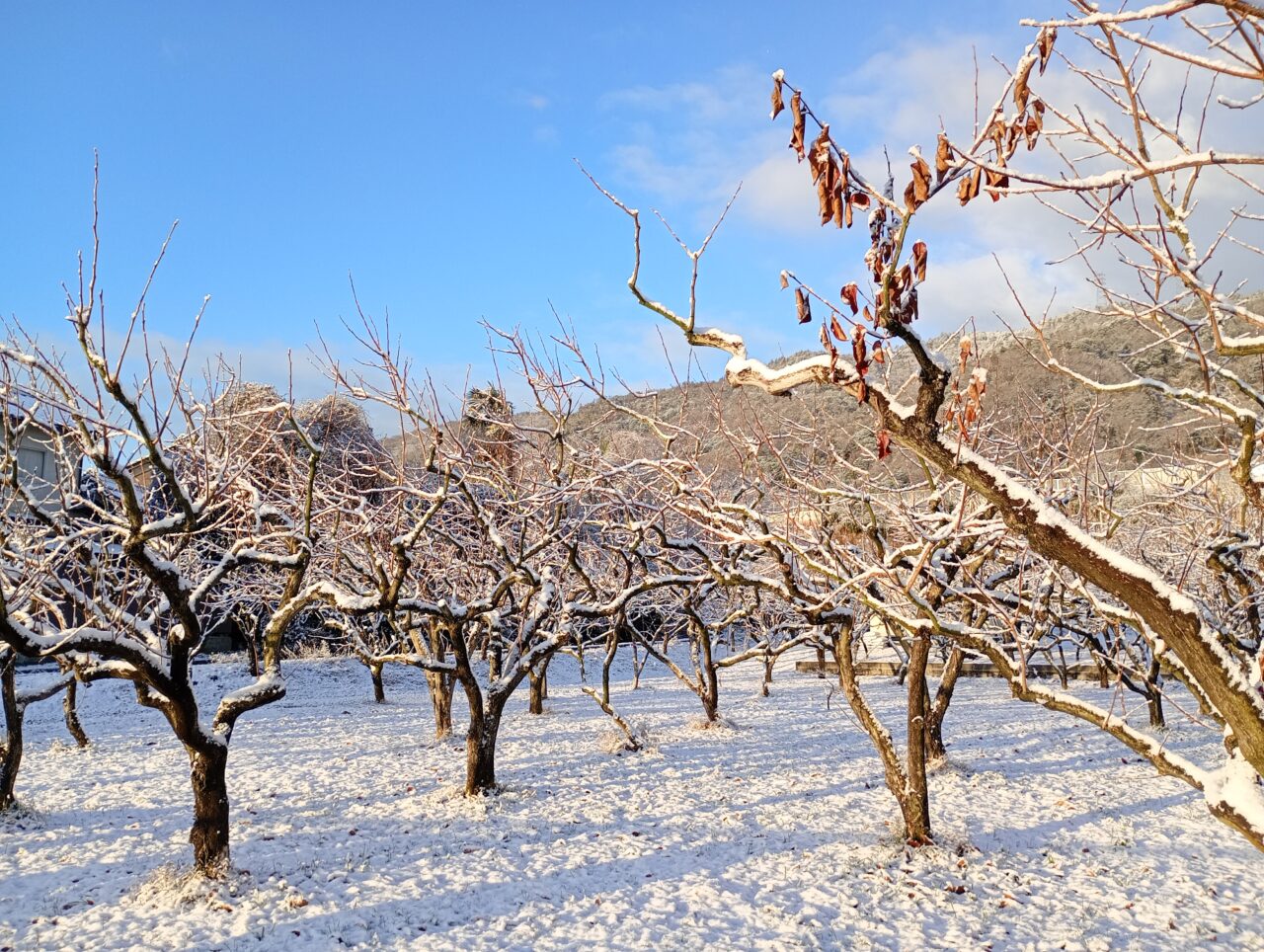 nisiyamasannrokunoyuki