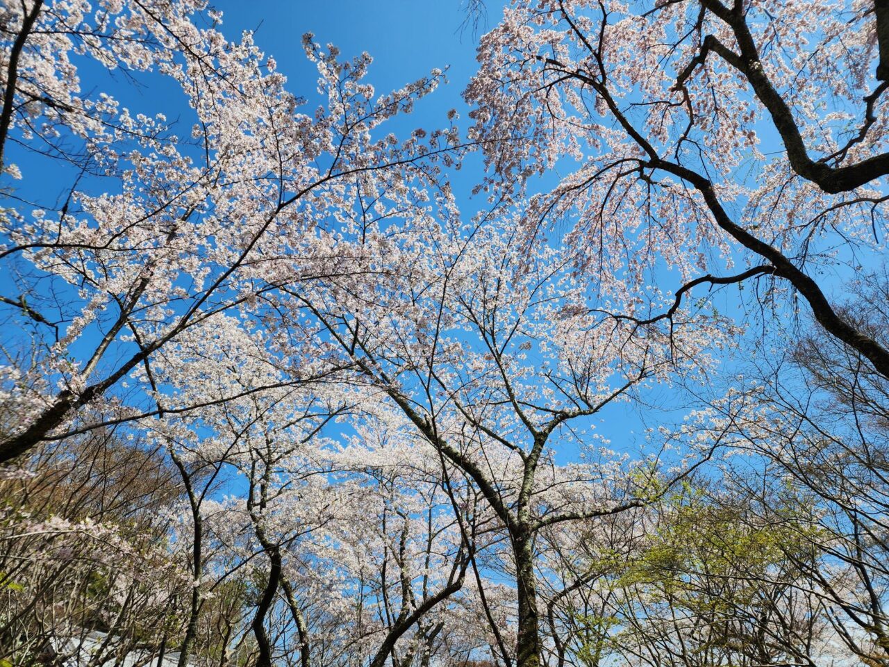 西山桜