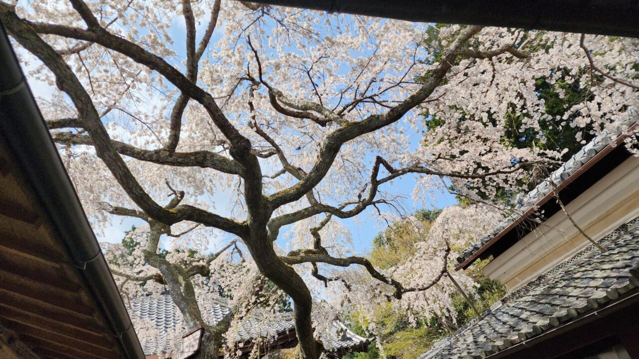 西山桜